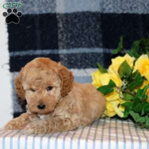 Eiffel, Mini Goldendoodle Puppy